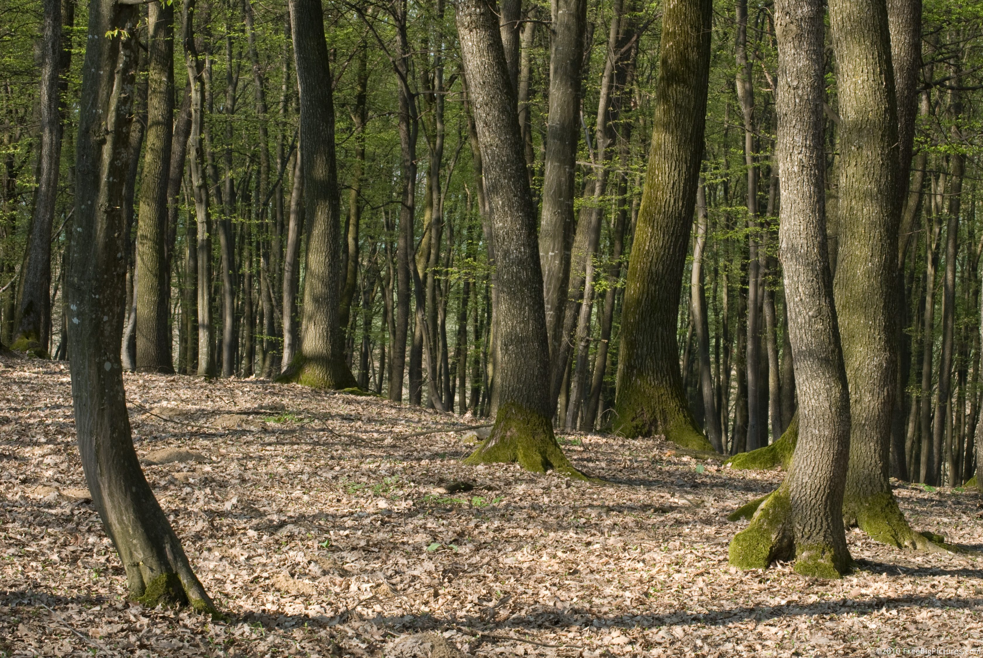 Picture of a deciduous forest in the spring sunlight