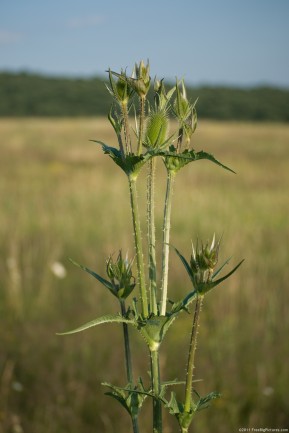 Picture of the Dipsacus Sylvestris - used in the past as a comb in the wool processing