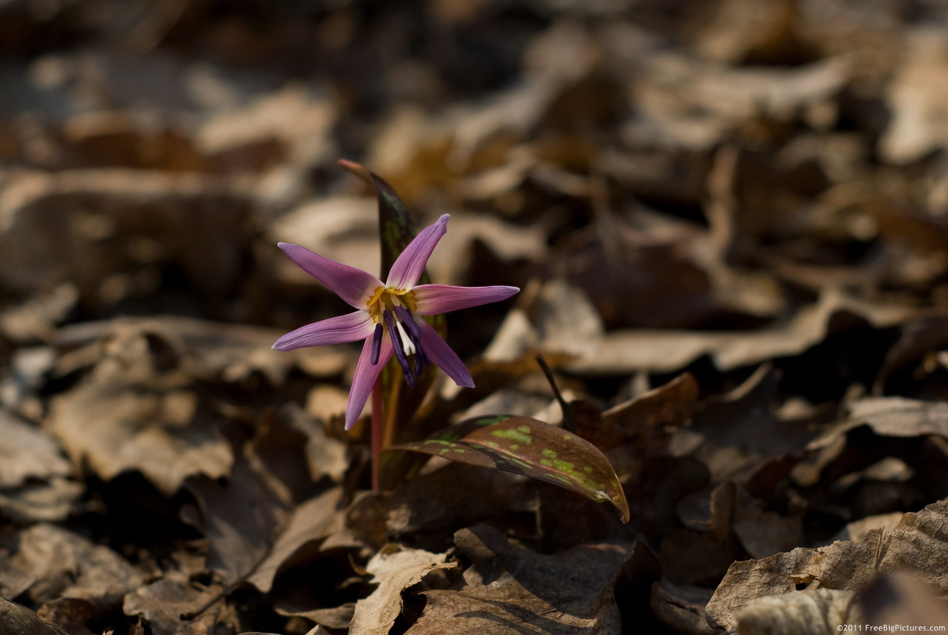 A Dogtooth violet on the soil of a deciduous forest in spring