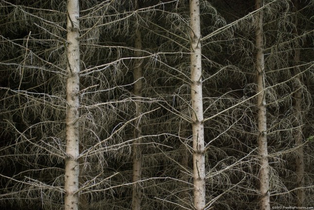 A dried forest of fir trunks