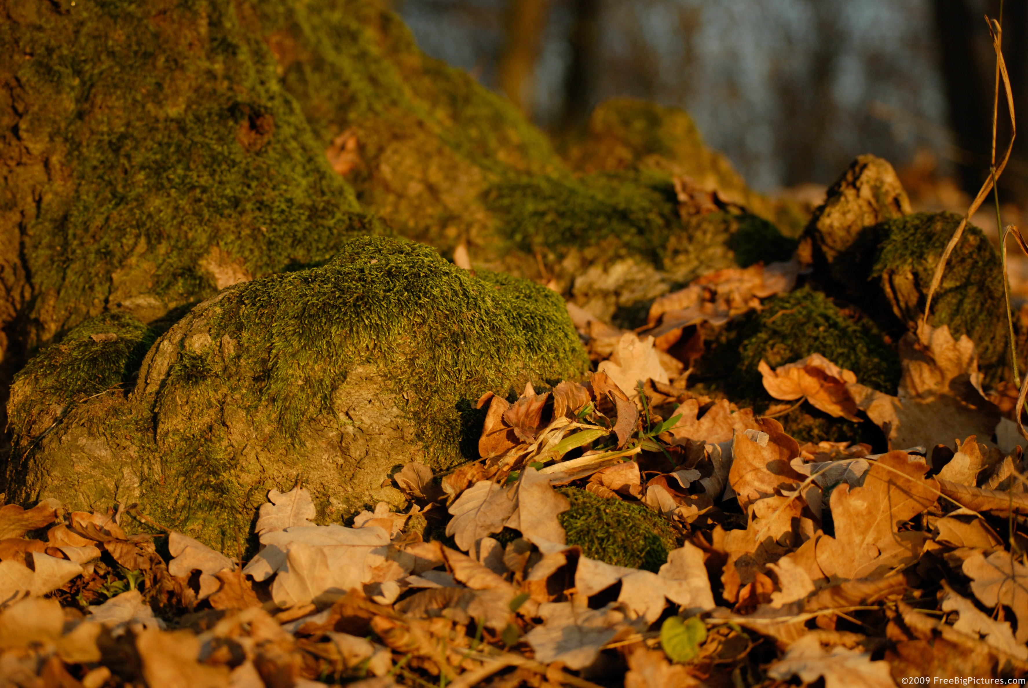 Dried oak leaves at the base of a tree covered with moss