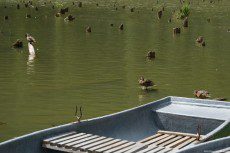 Ducks swimming and boats on the Red Lake