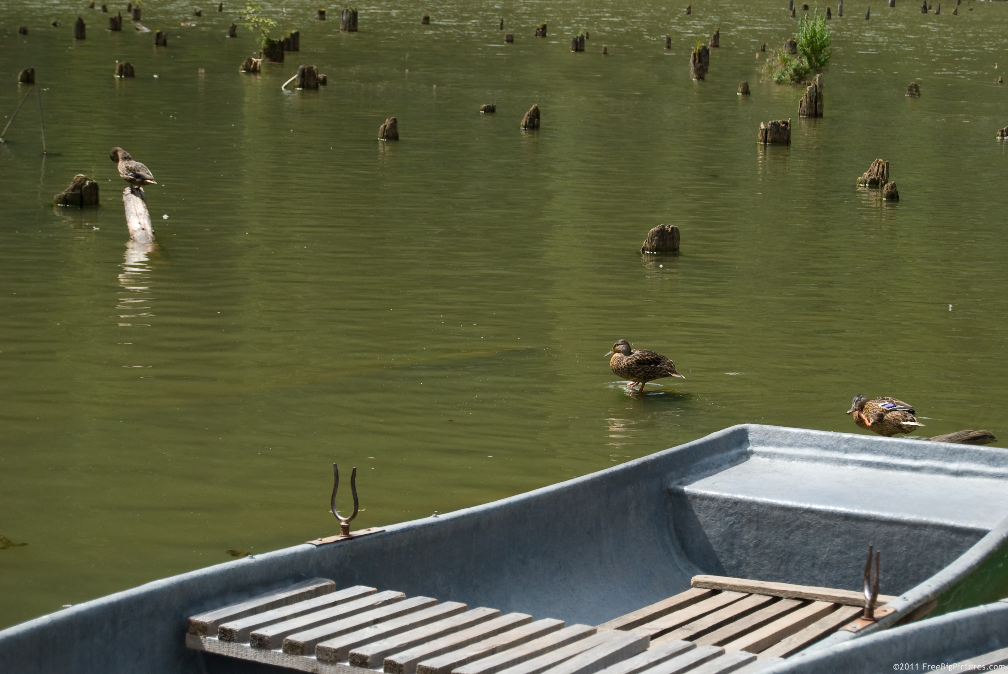 Ducks swimming and boats on the Red Lake