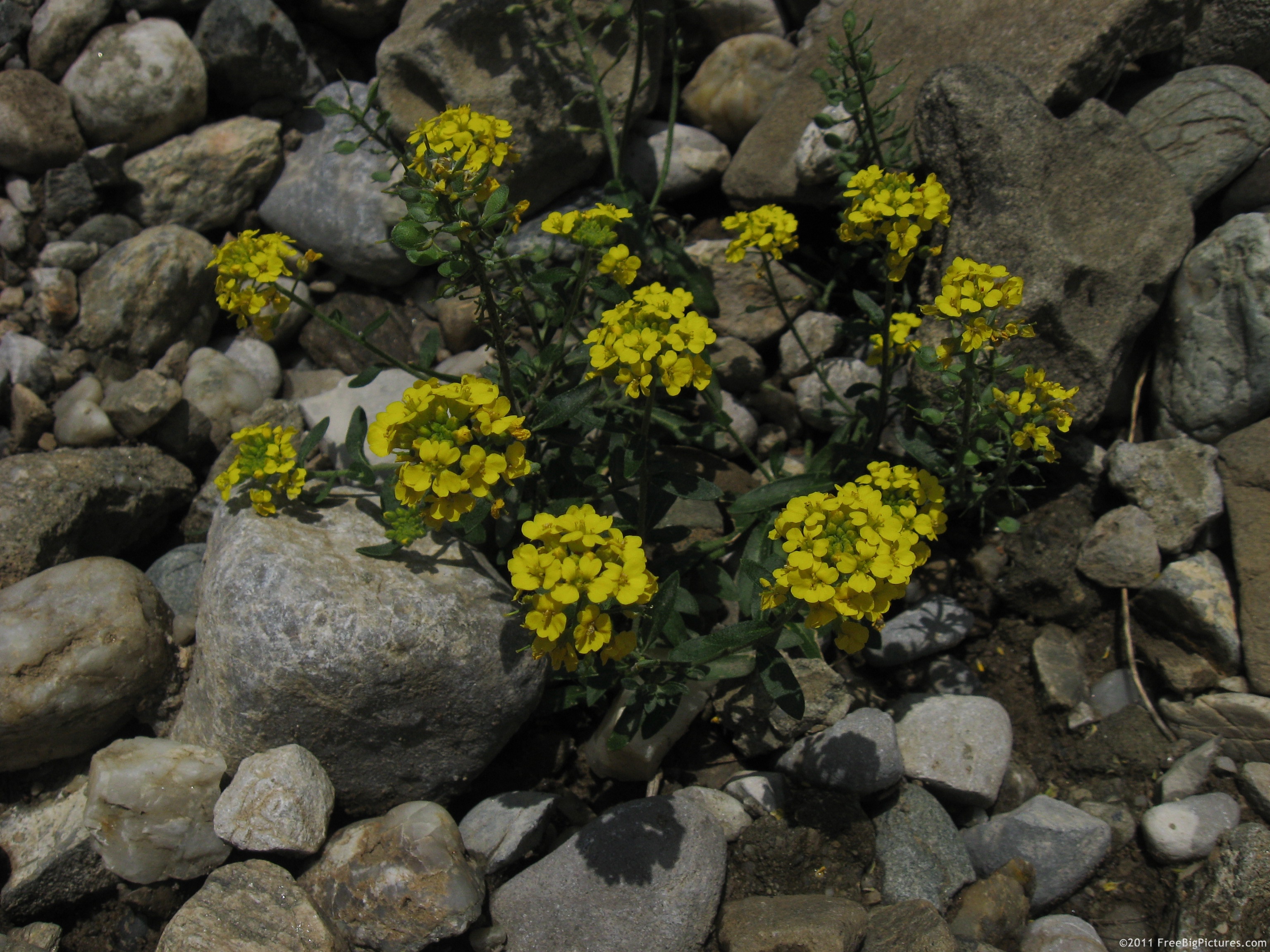 Erysimum (wallflowers) encountered in alpine meadows