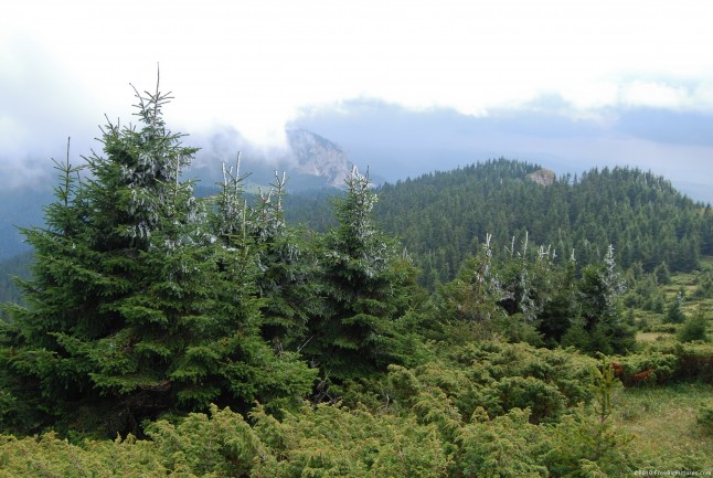 Evergreen trees in a forest at the first snow, under a ceiling of clouds