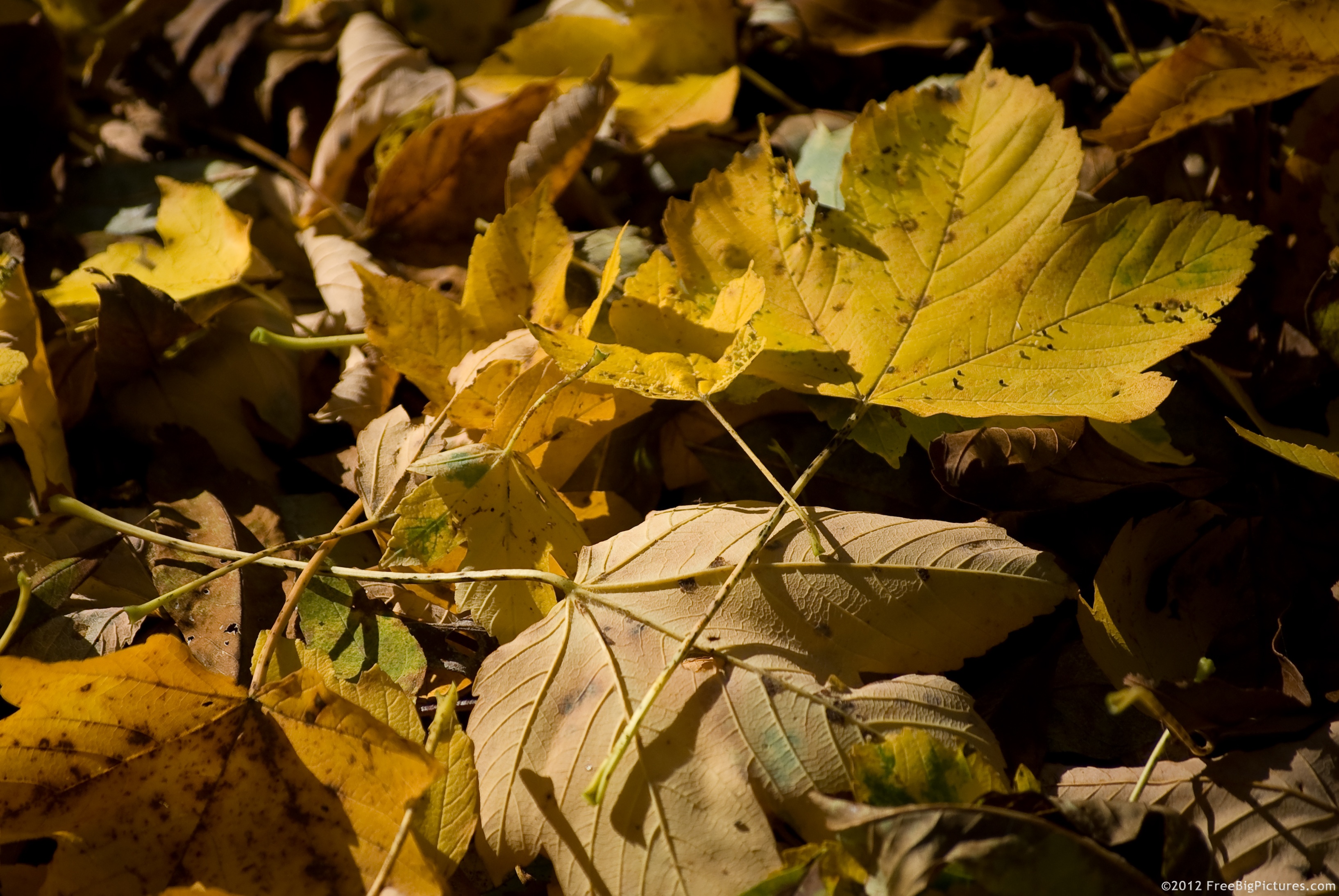 Fallen leaves in autumn in a deciduous forest
