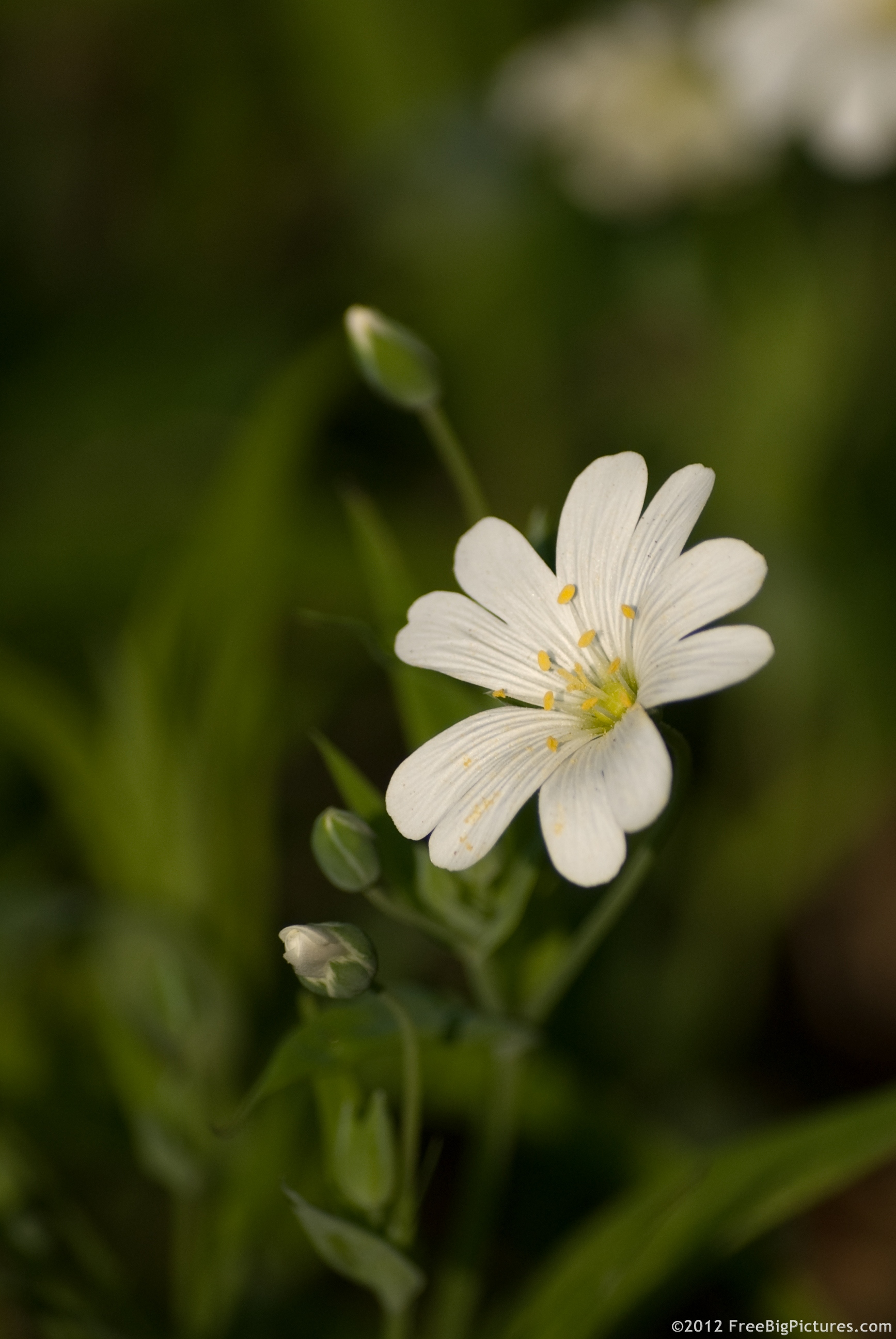 A white Field Chickweed flower in april