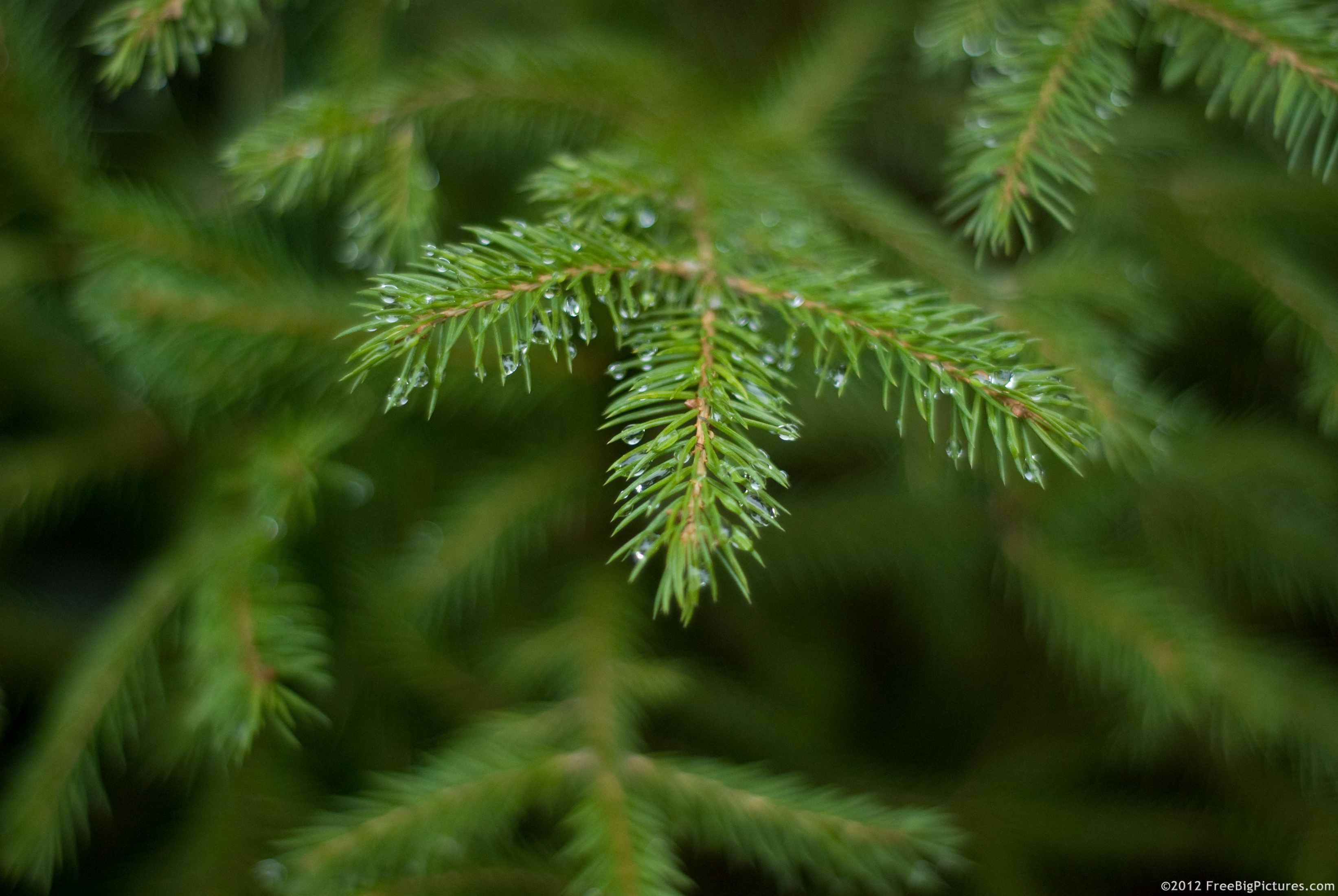 A fir branch with a lot of water drops on it