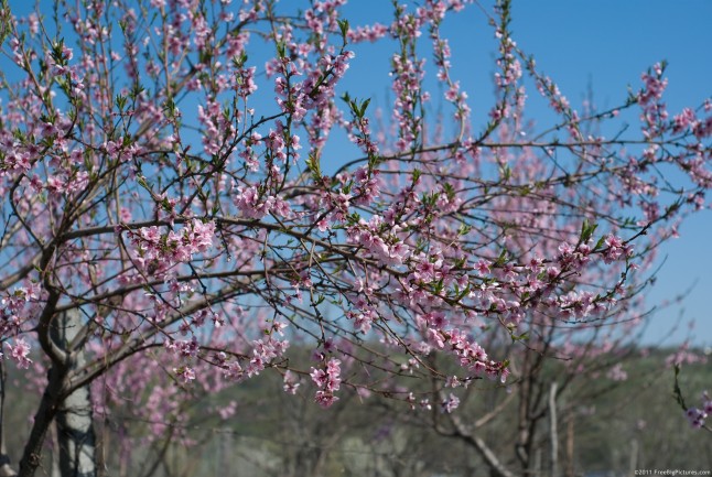 Peach tree flowering