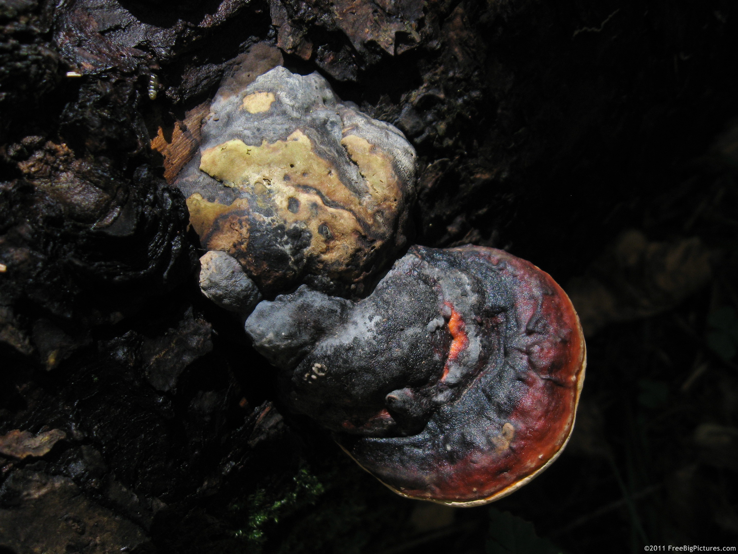 Fomitopsis pinicola - a mushroom that grows usually in coniferous forest