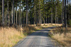 A circulated, stone covered, forest drive, bathed in the warm and elongated sunset rays. A dry, tall grass grew nearby on the both sides of the road