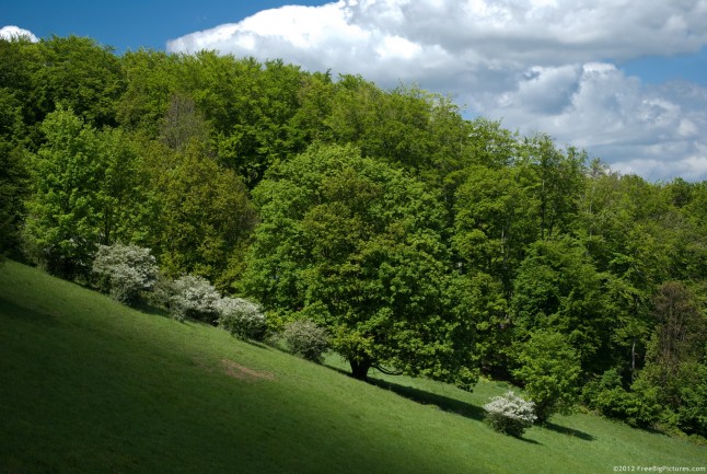 The green freshness of a forest in spring on sunlight