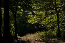 Green leaves of the forest in autumn