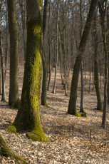 A scene in a forest, with trees and dried leaves, illuminated by sun rays