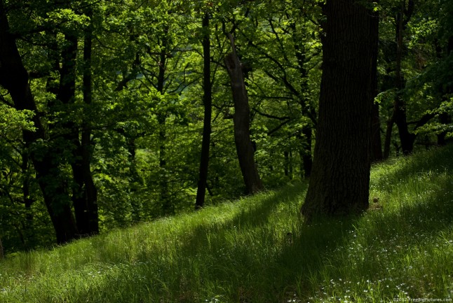 Forest shadows, over a green vegetation from the ground