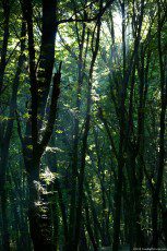 A forest of hornbeam with green foliage on summer
