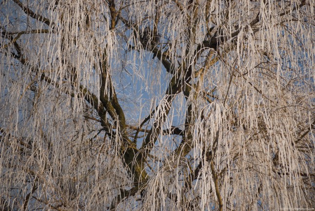 Frozen branches of a tree wrapped in a crust of ice