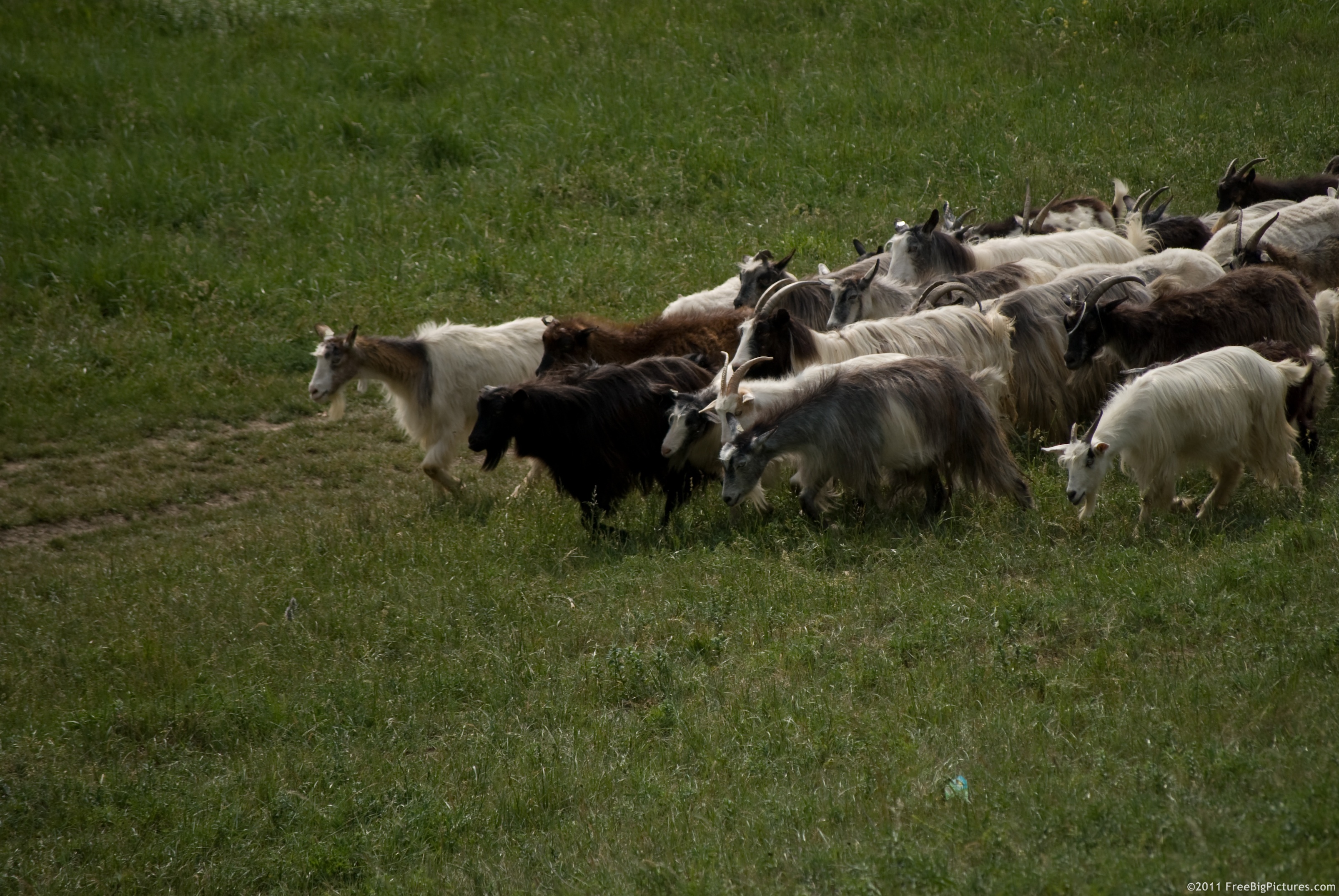 A herd of goats on pasture in a hot day