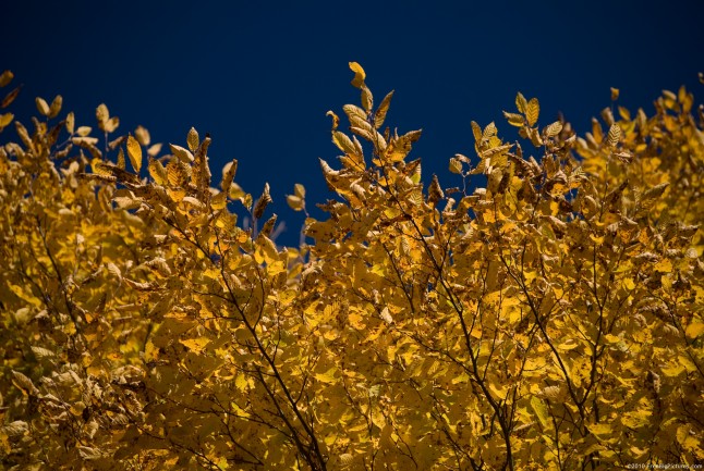 Golden trees leaves in contrast with the blue and clean sky