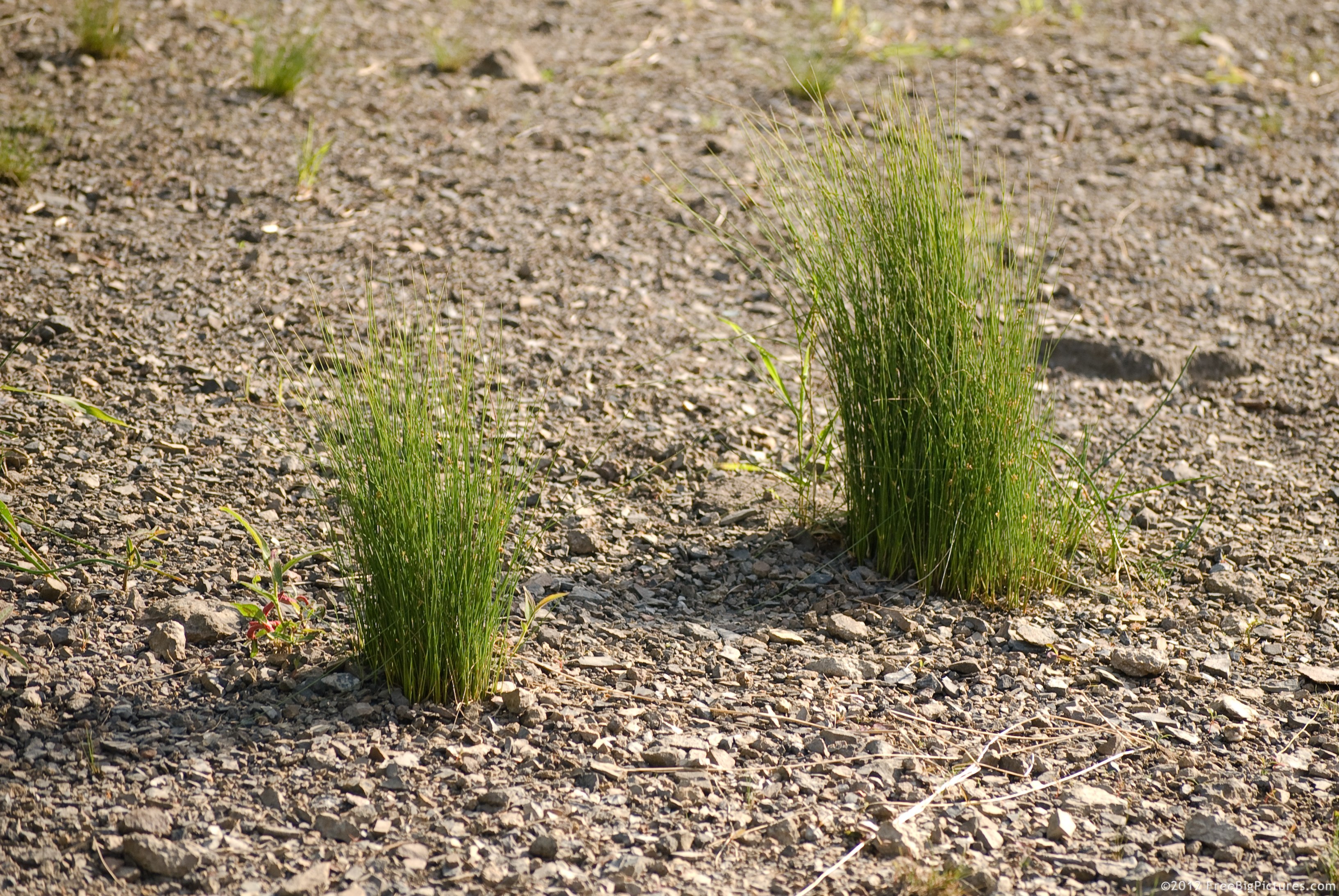 A dried lake edge with grass and rocks