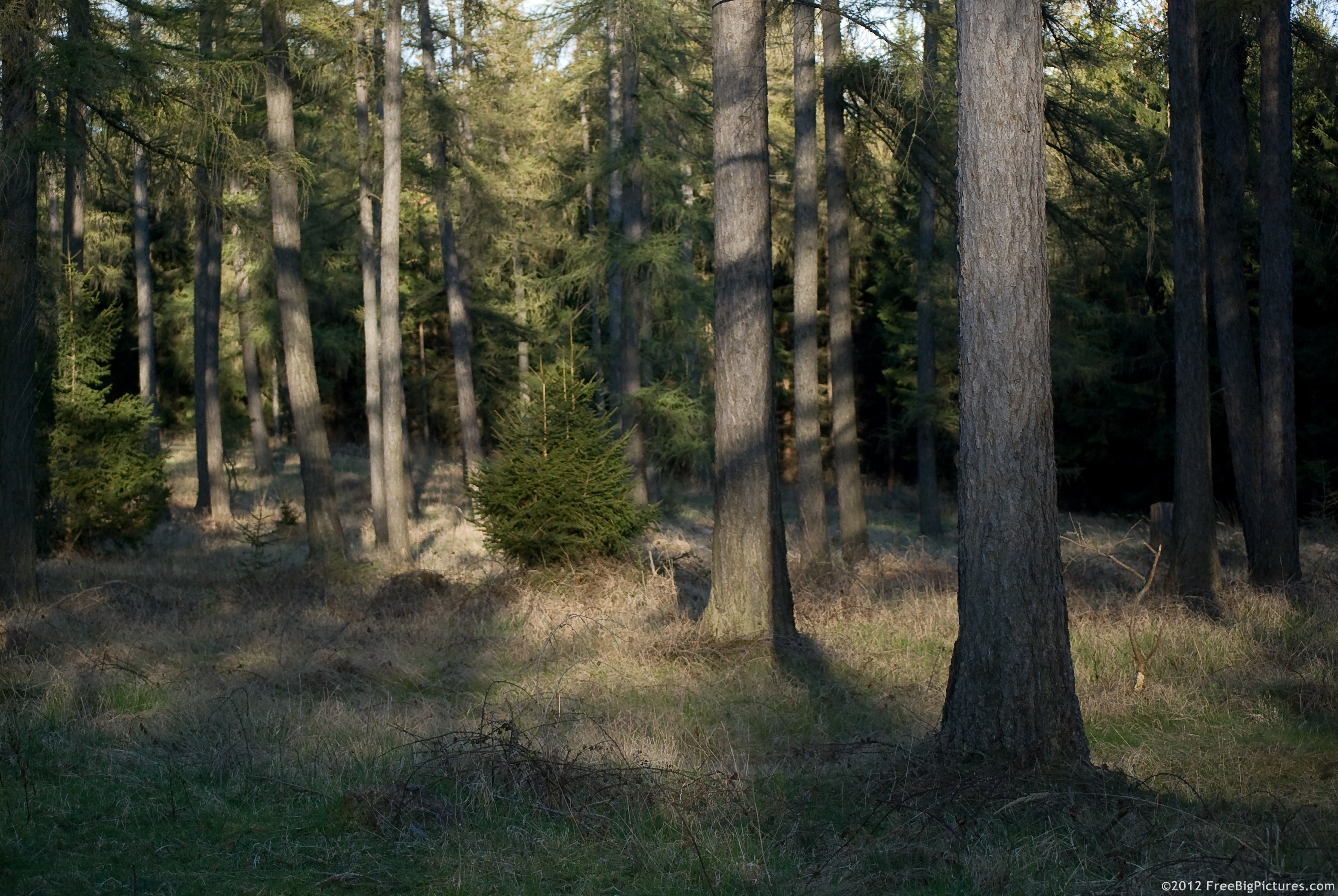 A coniferous forest with a grassy soil stretch bathed in the sun rays which are penetrating between the trees, on a beautiful day. Also, a few green small firs are visible.