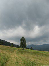 A path on a golden-green grass