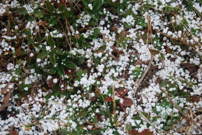 Graupel precipitation is formed when the water solidifies on ice particles
