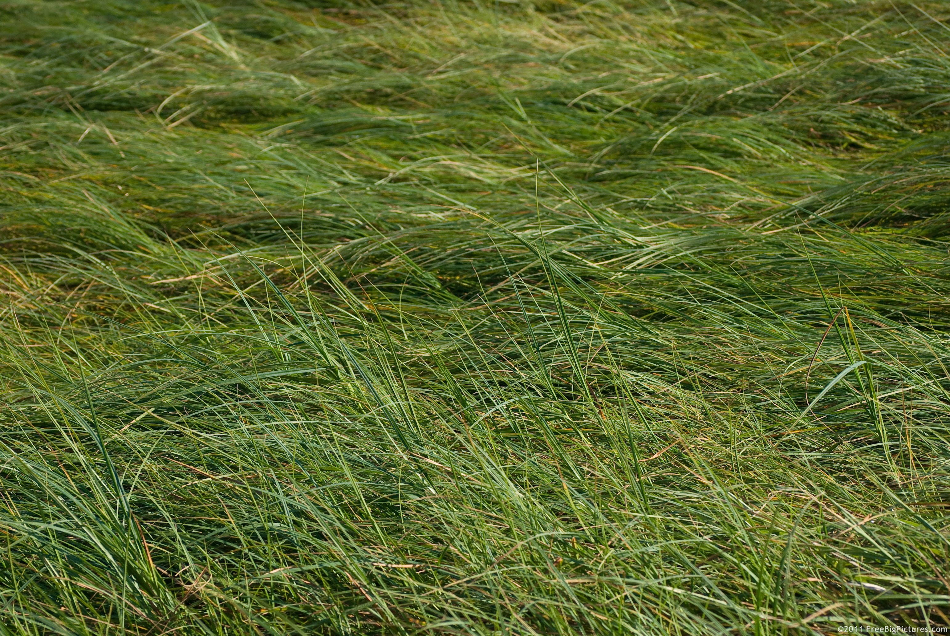 A green field of grass, bent by the wind