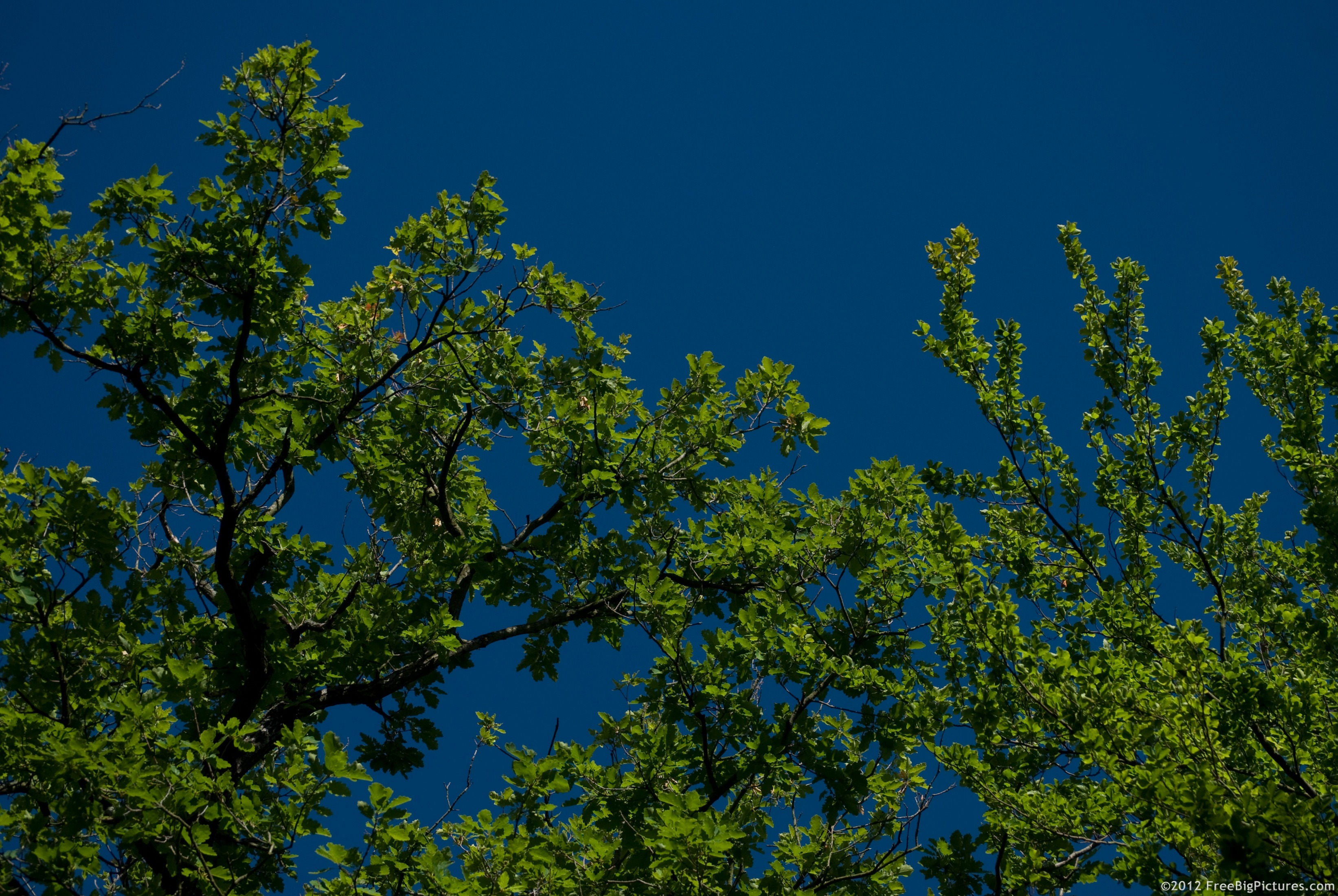 A beautiful contrast between the green foliage of trees and a pure sky