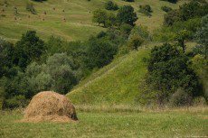 Dry grass in Haystacks on the hills