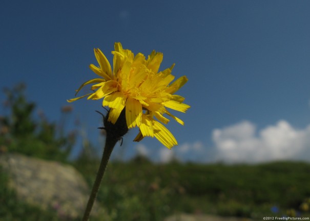 A yellow Hieracium Umbellatum flower