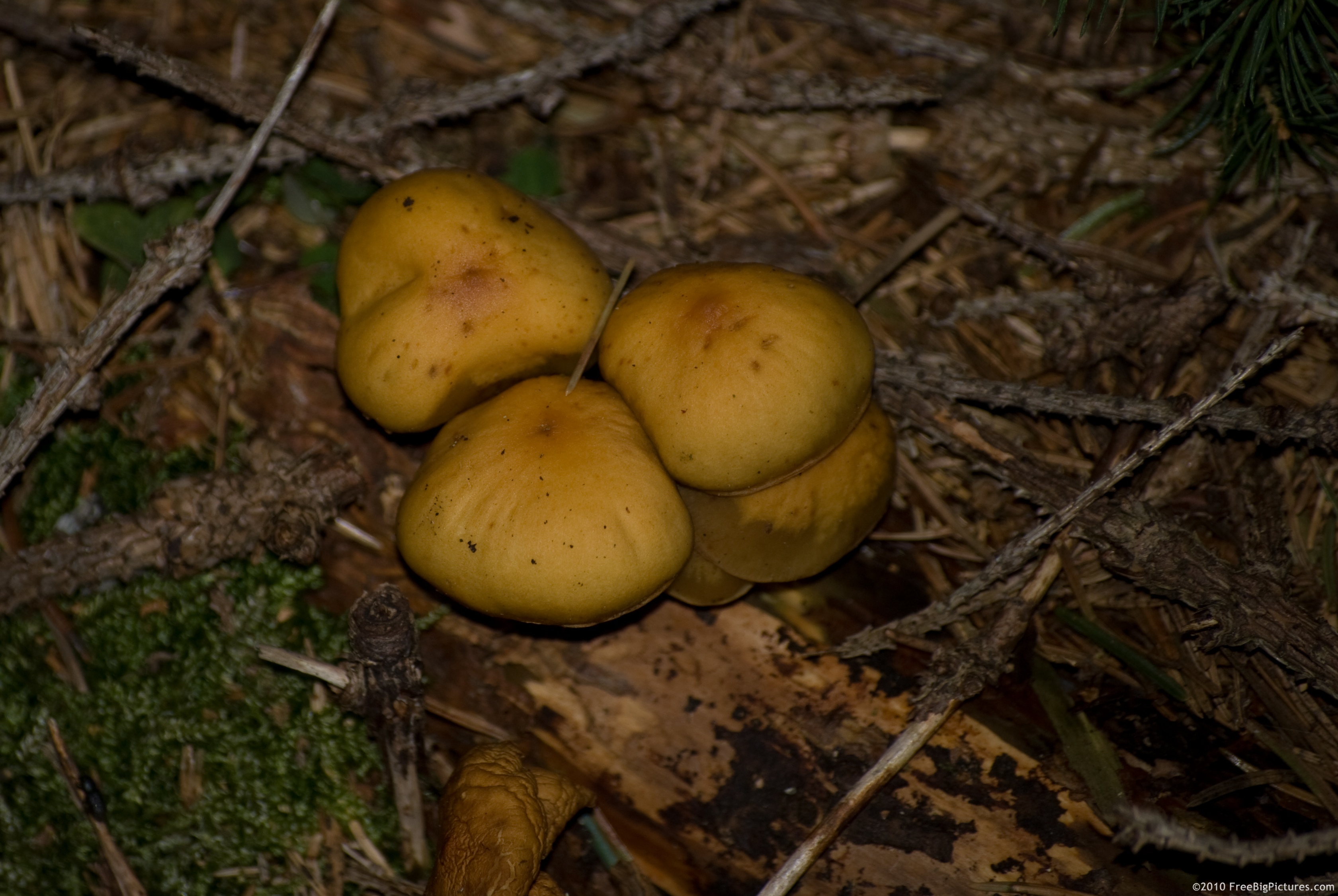 Brick Cap (Hypholoma sublateritium) is considered poisonous in Europe and edible in North America