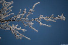 Icy crystals covering the trees branches
