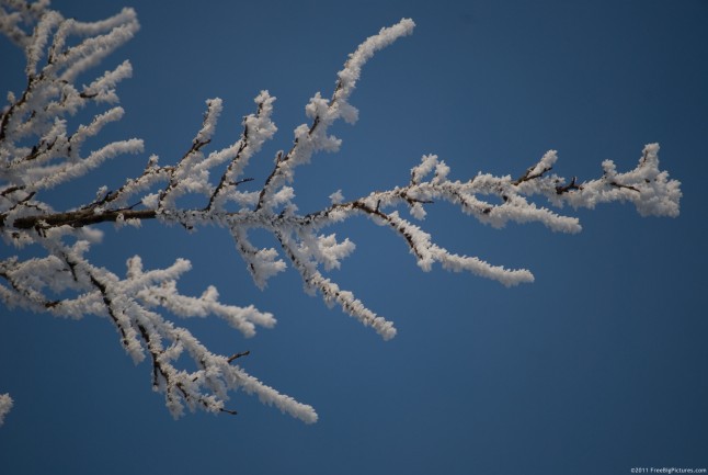 Icy crystals covering the trees branches