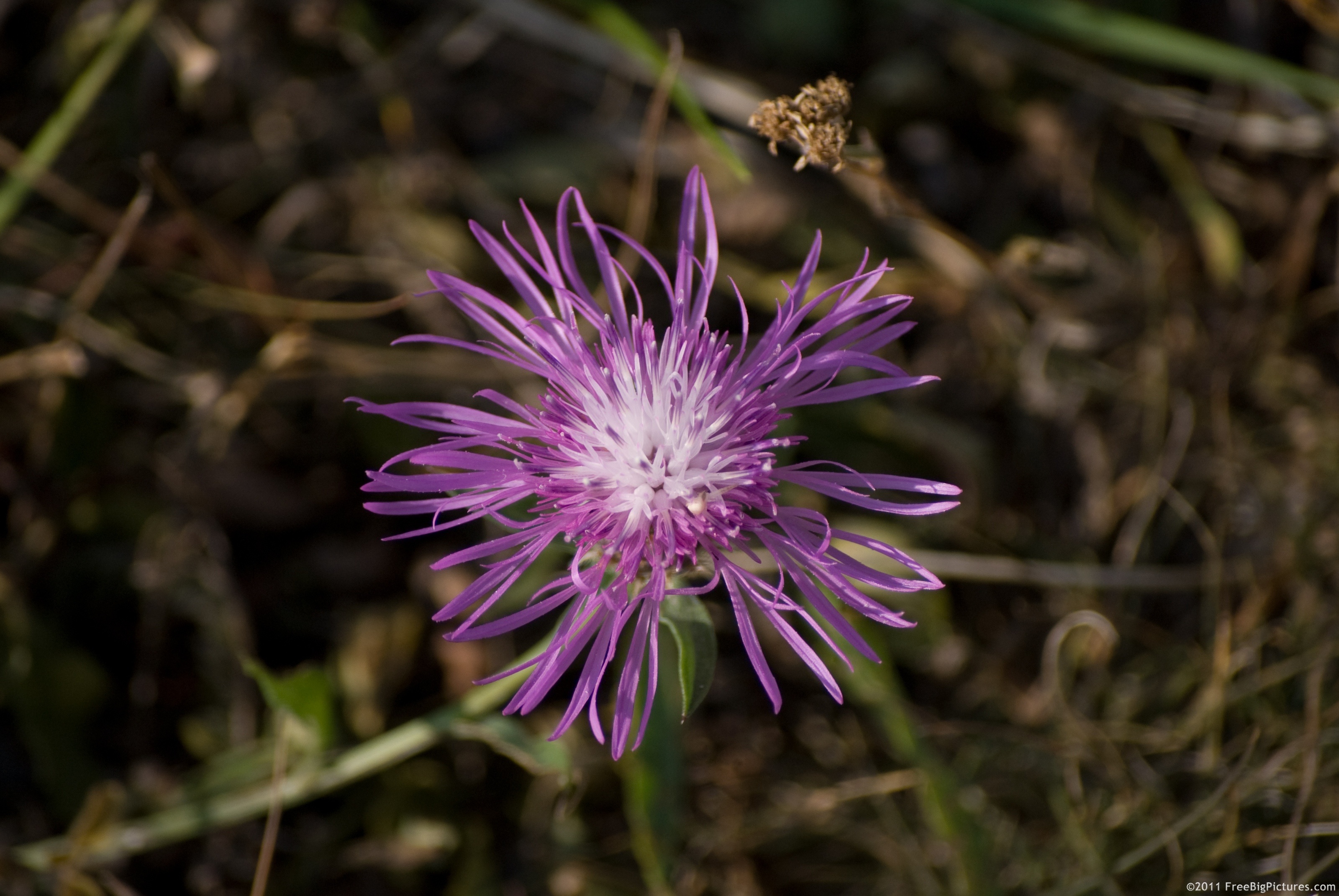 Knapweed, a plant with many flowers