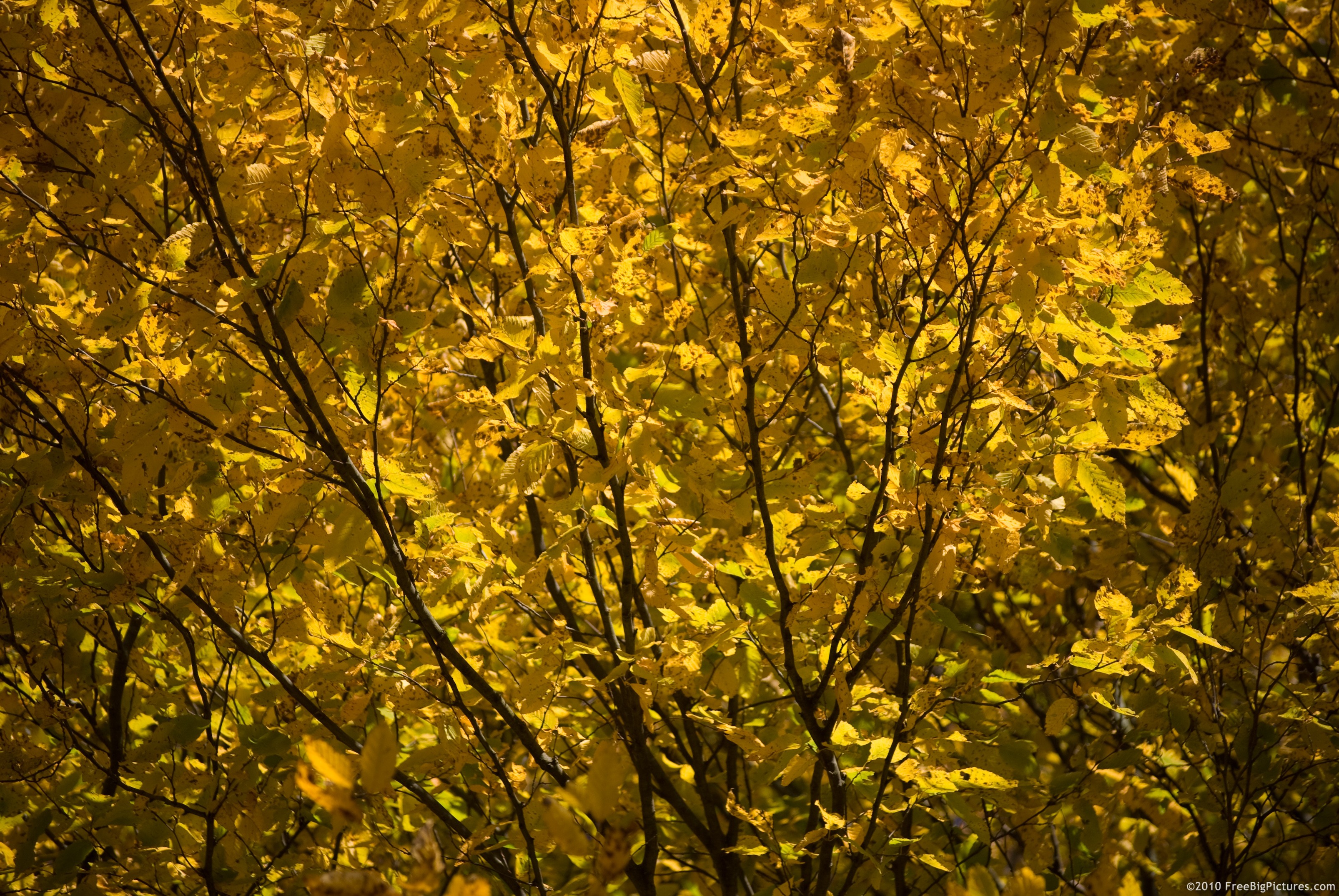 Leafy Branches – FREEBigPictures.com
