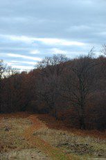 A path from the edge of a forest, covered by a leafy carpet