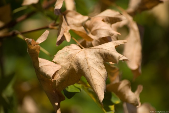 Dry leaves of maple tree in autumn