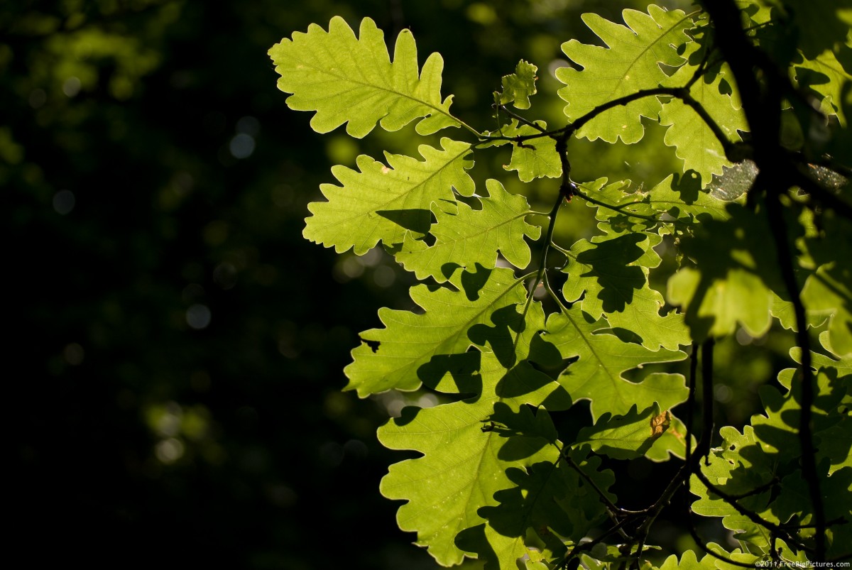 Leaves in Light – FREEBigPictures.com