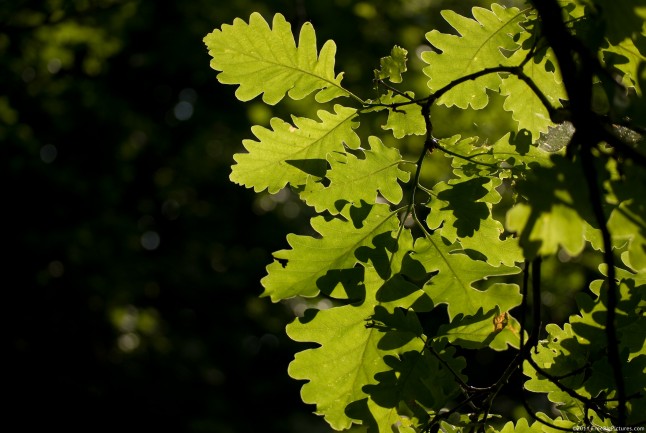 Oak leaves in the light of afternoon
