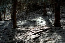 Light snow on a fir forest bathed in sun