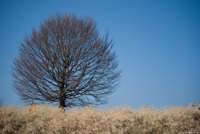 Lone tree in a dry glade, in autumn