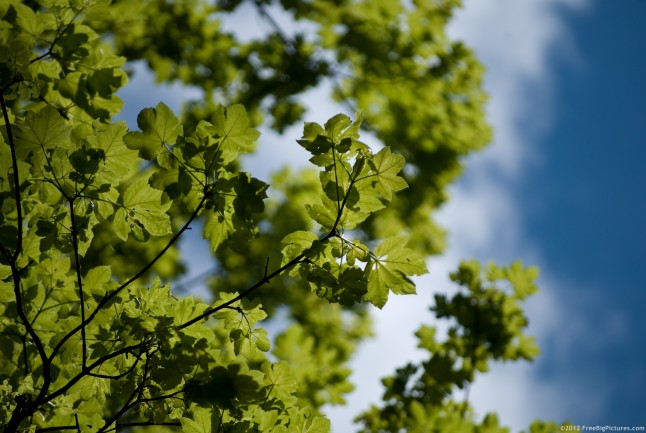 Early green leaves on a branch of maple
