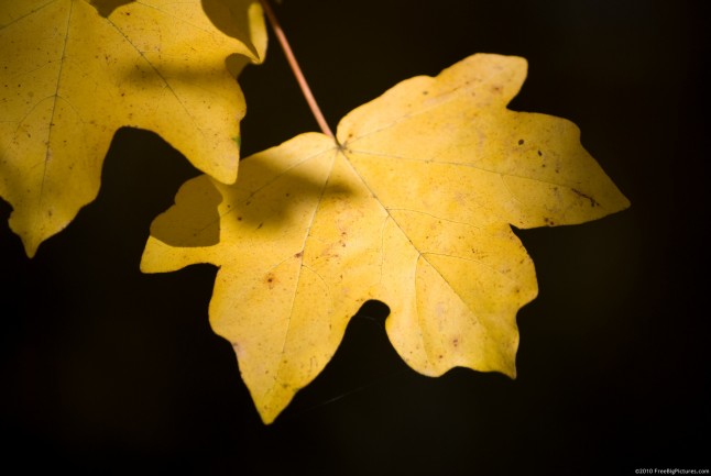 Maple leaf in golden light