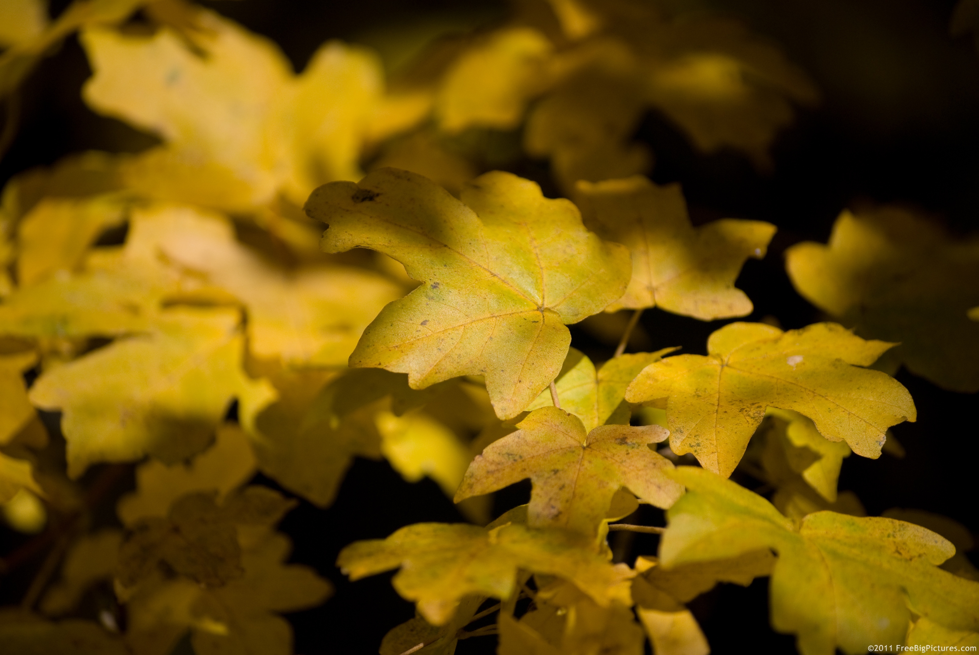 Leaves of maple in the light of autumn