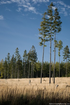 Meadow firs, dry grass, blue sky and an evergreen forest behind the everything