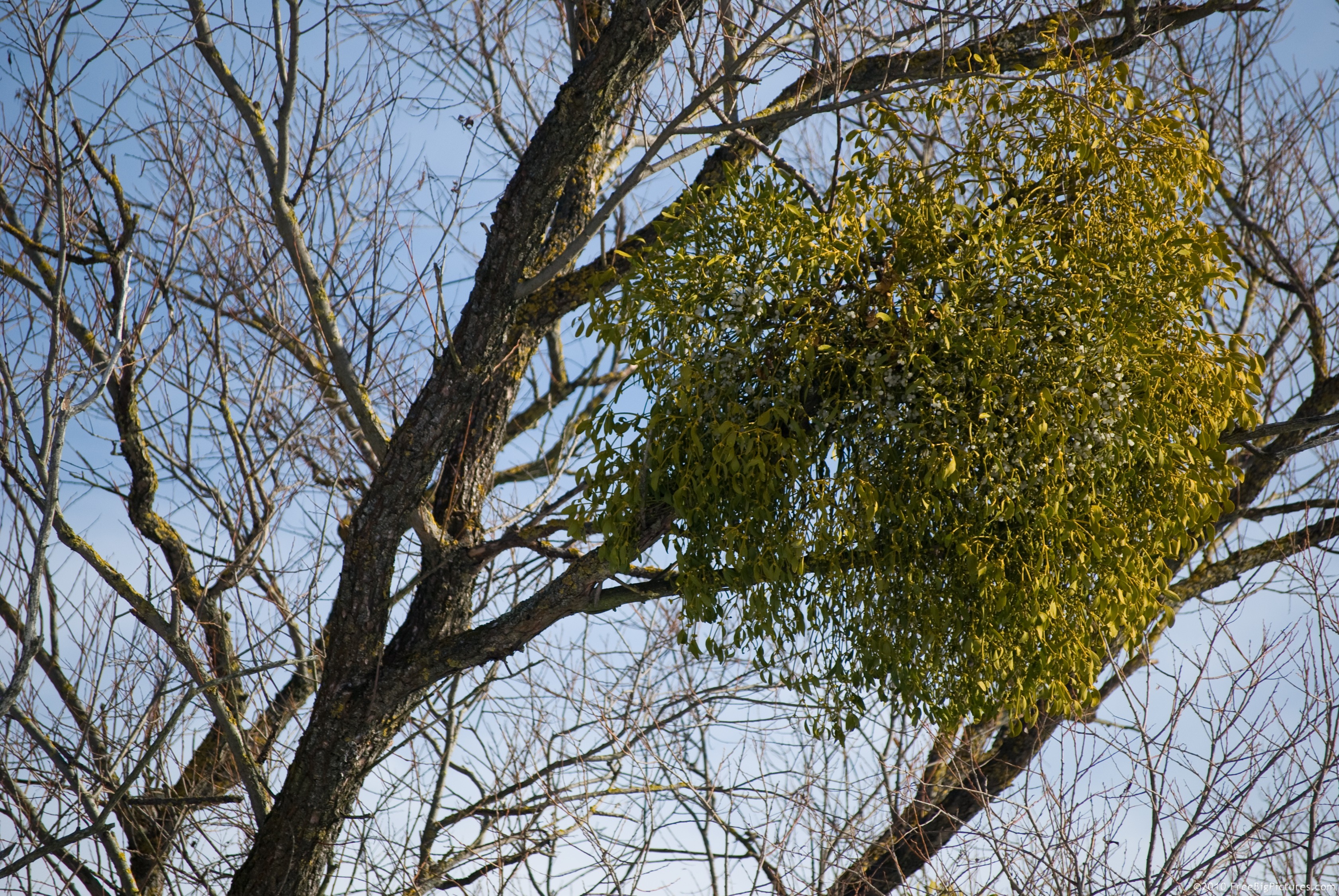 Mistletoe – a plant green all the year, used to treat hypertension