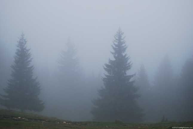 Firs in a magical misty atmosphere of morning