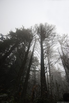 Silhouettes of trees in gray on a misty day of autumn