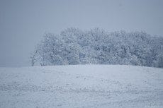 Misty forest in a winter day